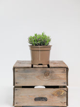 products/SotoProductShootLowQ-1918.jpg